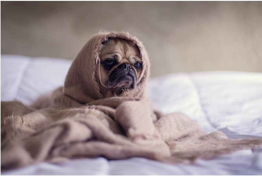 a pug wrapped in a blanket on a bed
