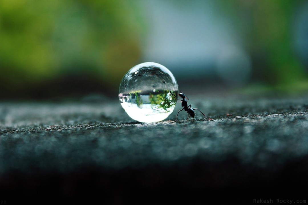 an ant pushing a waterdrop along